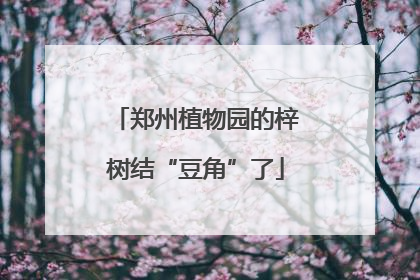 郑州植物园的梓树结“豆角”了