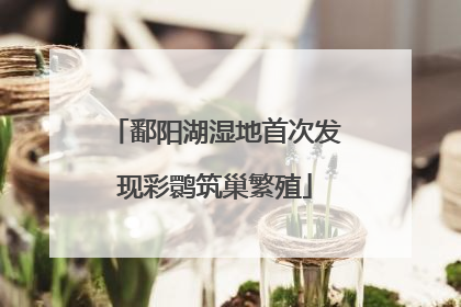 鄱阳湖湿地首次发现彩鹮筑巢繁殖