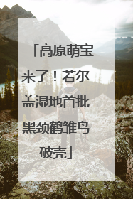 高原萌宝来了！若尔盖湿地首批黑颈鹤雏鸟破壳