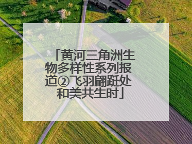 黄河三角洲生物多样性系列报道②飞羽翩跹处 和美共生时
