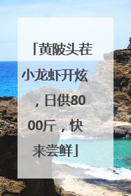黄陂头茬小龙虾开炫，日供8000斤，快来尝鲜
