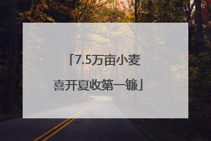 7.5万亩小麦喜开夏收第一镰